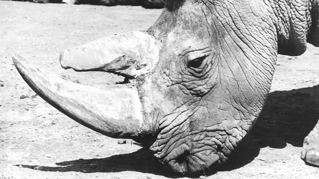 රයිනෝ ජීවියාගේ ජීවිතය අලංකාර කරන්නෙත් මරු කැඳවන්නේත් අඟයි.