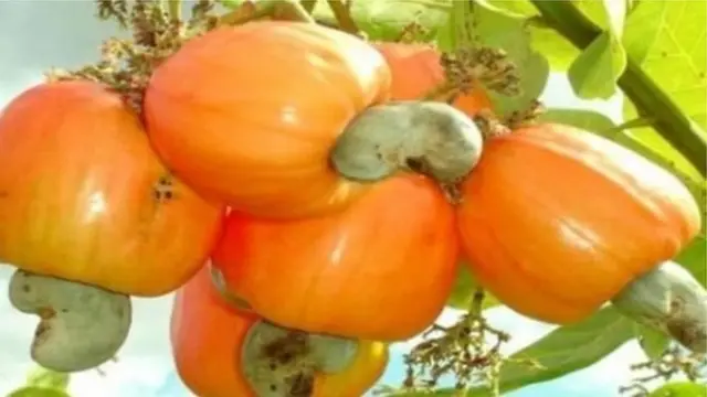 Korosho zilizua mjadala mkubwa bungeni mwezi Mei