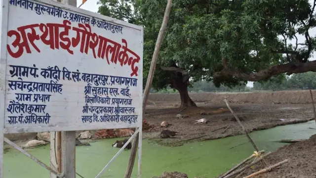 गोशालाओं में दम तोड़ रही गायों पर सख़्त हुए योगी