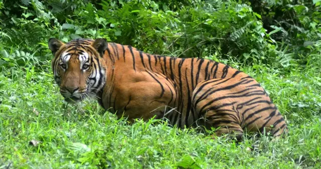 असम के जंगलों में एक बाघ