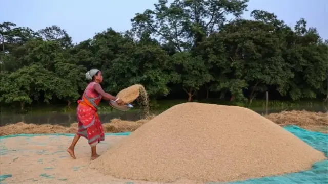 একজন নারী চাল শুকানোর কাজ করছেন। (ফাইল ফটো)