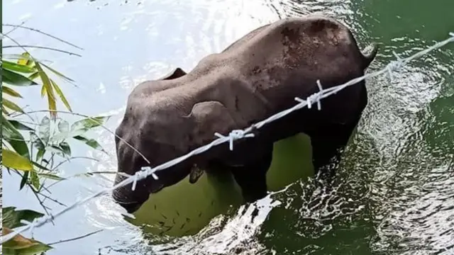 केरळ हत्ती