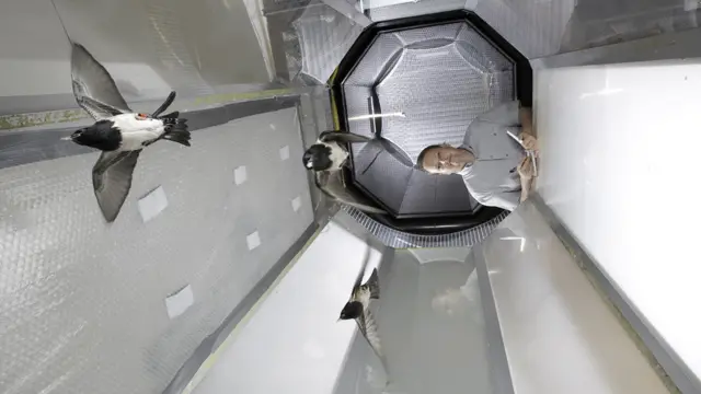 Túnel con aves para estudiar el vuelo de los pájaros