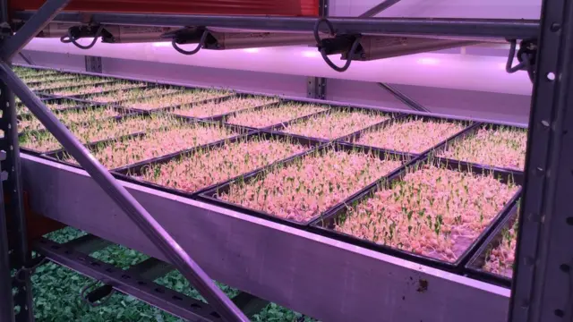 ผักไฮโดรโปนิกส์