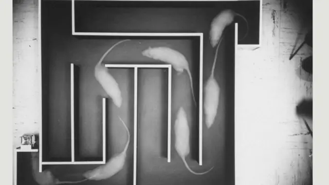 Ratas dormidas que caminan por un laberinto