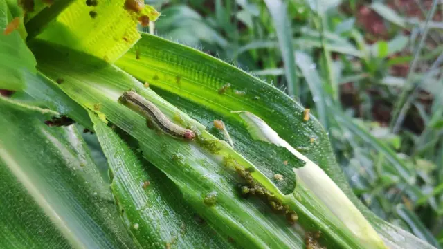 अमेरिकी फौजी किरा