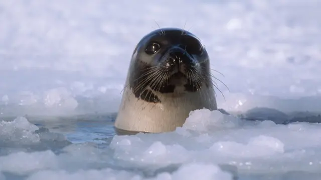 Foca no Ártico