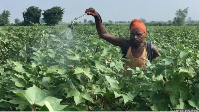महाराष्ट्रातील कीटकनाशकांच्या विक्रीत चौपट वाढ झाली असल्याचं दिव्य मराठीनं म्हटलं आहे.