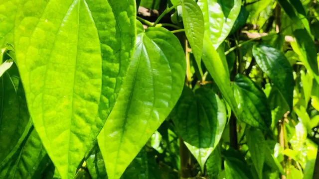 வெற்றிலை செடிகள்