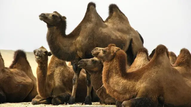 Camelos