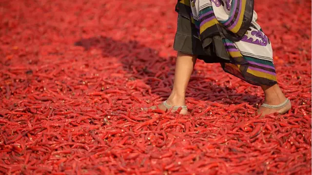 ఆరబెట్టిన పండు మిర్చిపై నడుస్తూ వెళుతున్న ఓ మహిళా కార్మికురాలి పాదాలు