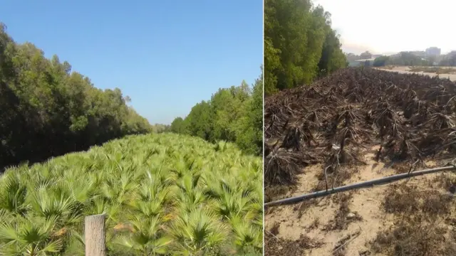 दुबई, वाळवंट