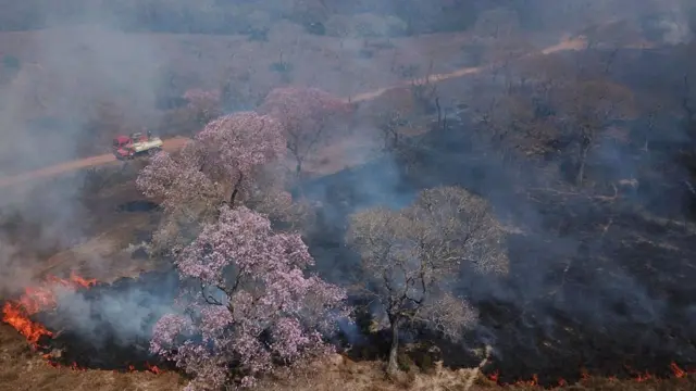 Focoscasa de apostas copa do mundo 2024incêndio destroem área no Pantanal