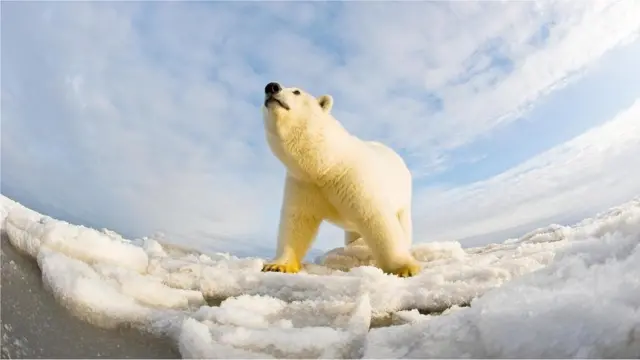 સફેદ રીંછ