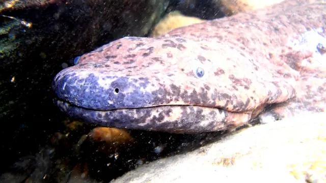 生きた化石」オオサンショウウオの一種、野生種は絶滅の危機に