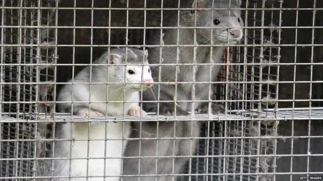 मिंक+कोरोनावायरस