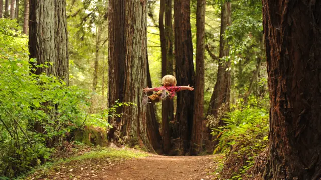 Wil volando entre árboles en el claro de bosque de gigantescas secoyas