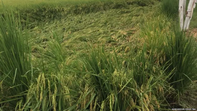 ਝੋਨਾ, ਪੰਜਾਬ, ਫਿਰੋਜ਼ਪੁਰ