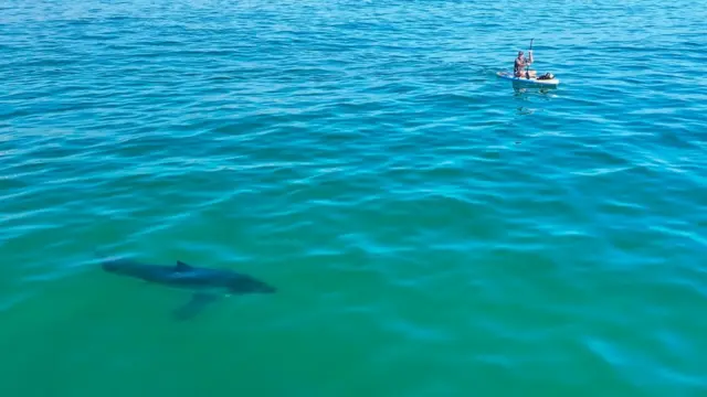 Ajkula nadomak čoveka u kanuu