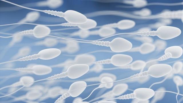 Ученые: физические нагрузки улучшают качество спермы