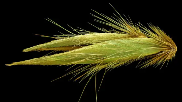 Semilla de Avena Fatua