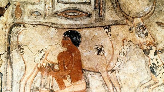 Obra de arte do túmulo de Methethi no Egito, datada de cerca de 2350 aC, mostra um antigo egípcio ordenhando uma vaca