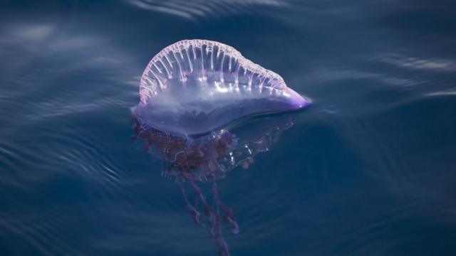 A bluebottle jellyfish in the ocean