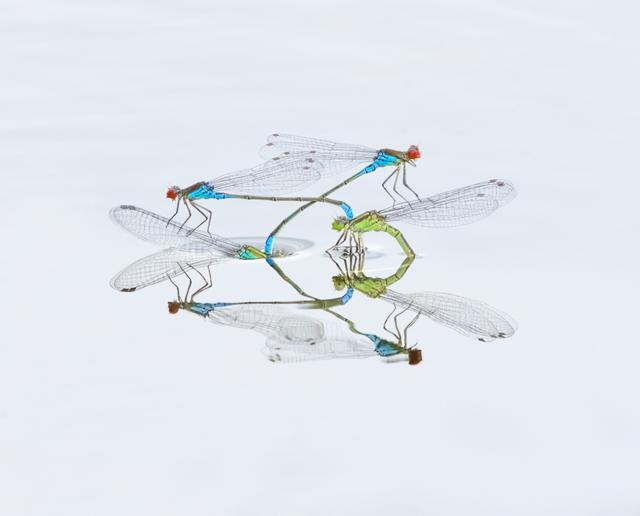 A close up photo of two damselflies on the surface of water