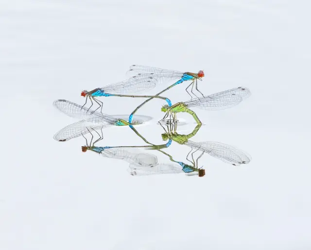 A close up photo of two damselflies on the surface of water