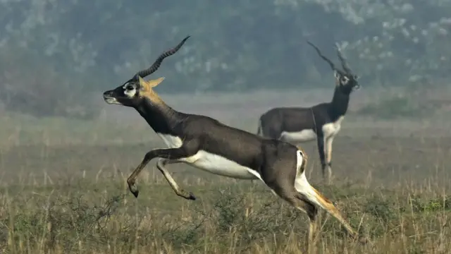 કાળિયાર