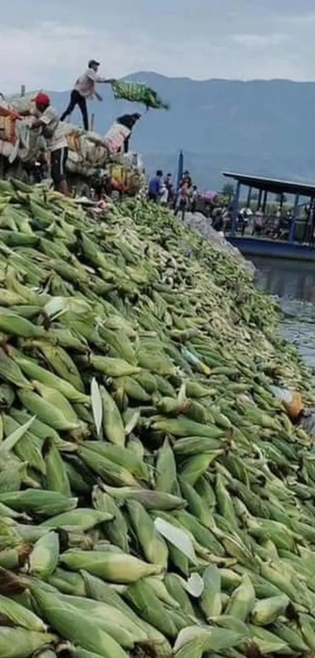 ရွှေလီမြစ်ထဲ ပစ်ချနေတဲ့ ပြောင်းဖူးများ