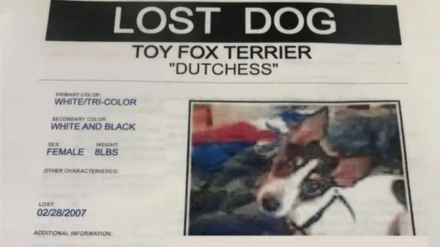 Cartazes foram espalhados para tentar encontrar a terrier