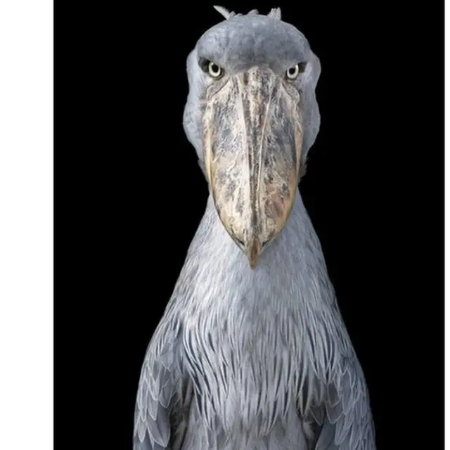 shoebill