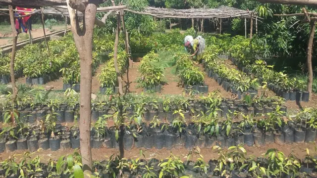 ልምዓት ሃረጉ