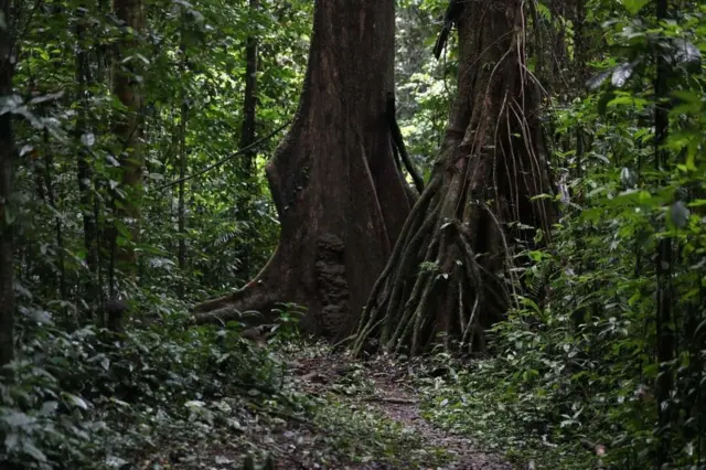 A shot of trees and foliage in Oban Biosphere Reserve, in Calabar, Nigeria.