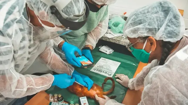 Memvaksinasi monyet tidak hanya membantu melindungi hewan-hewan yang terancam punah ini, tetapi juga dapat mengurangi penyebaran virus ke manusia.