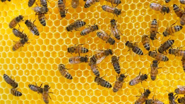 Abejas e un panal.