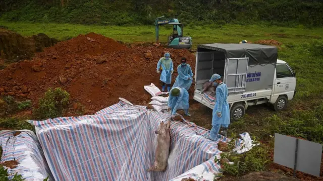 Une autre maladie s'est répandue dans le monde et a fait des ravages dans la filière porcine : la peste porcine africaine