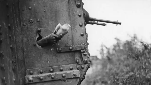 పావురాలతో గూఢచర్యం