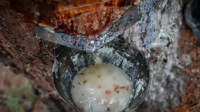 Getah resin yang kental dan berwarna putih susu digunakan untuk membuat benda-benda seperti plastik, pernis, lem, ban, karet, terpentin, dan bahkan bahan tambahan makanan.