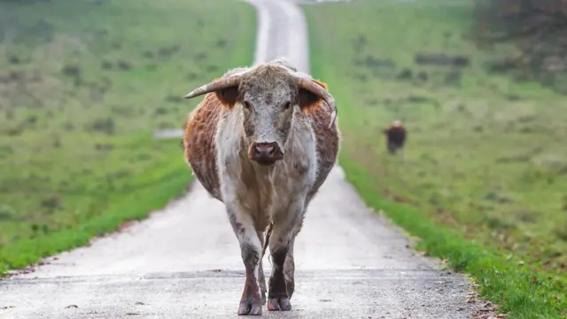 孕牛指数用土地能养育的孕牛数量衡量土地的价值