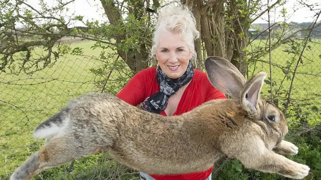 داریوس بزرگ‌ترین خرگوش جهان است و بزرگی جثه در خاندانش ادامه دارد