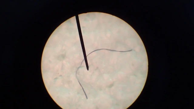 ไมโครพลาสติก