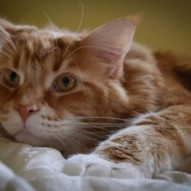 கின்னஸ் புத்தகத்தில் இடம்பெற காத்திருக்கும் உலகின் நீண்ட பூனை