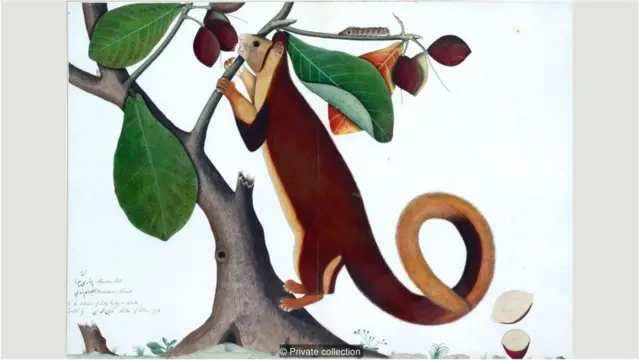 మలబార్ ఉడుత