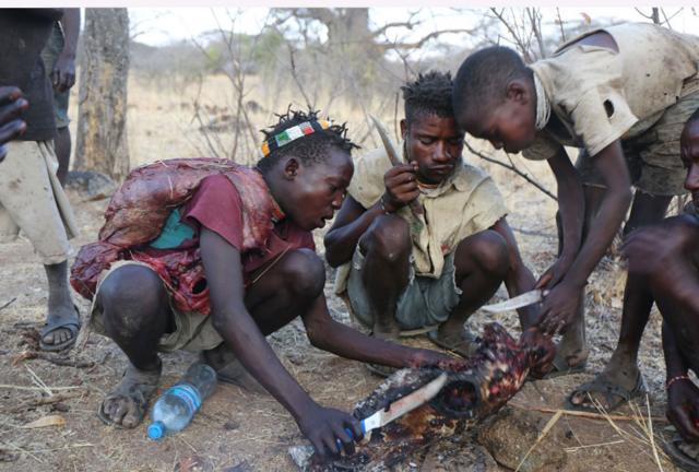 Os hadza comendo a zebra