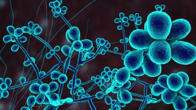 Conceptual image of a Sporothrix fungus