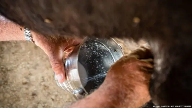 ગધેડીનું દૂધ