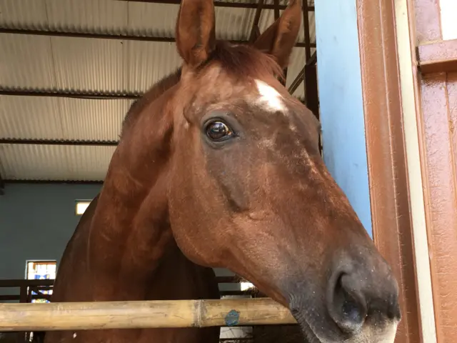 प्रहरीको घोडा