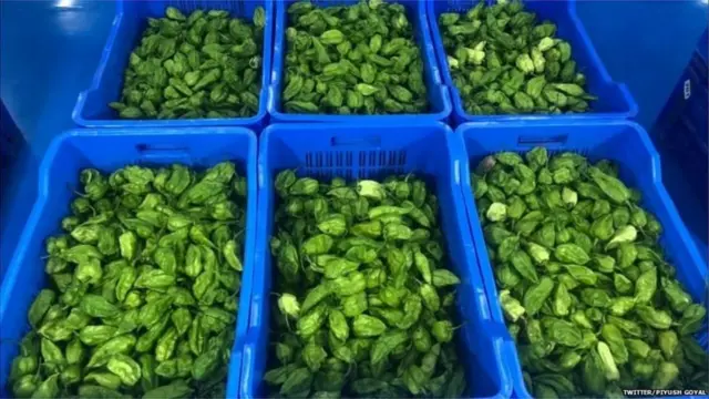 'ਭੂਤ ਜੋਲੋਕੀਆ' ਨੂੰ ਕਿੰਗ ਮਿਰਚ,ਰਾਜਾ ਮਿਰਚ,ਨਾਗਾ ਮਿਰਚ, ਗੋਸਟ ਪੈਪਰ ਵਰਗੇ ਕਈ ਨਾਵਾਂ ਨਾਲ ਜਾਣਿਆ ਜਾਂਦਾ ਹੈ